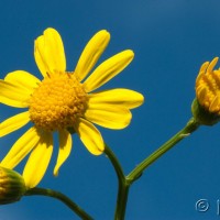 Oxford Ragwort